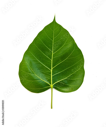 Bhodi Leaves  isolation  2