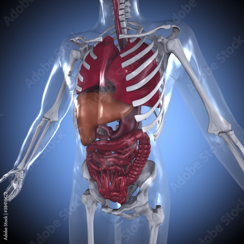Oberkörper mit den inneren Organen von vorne photo