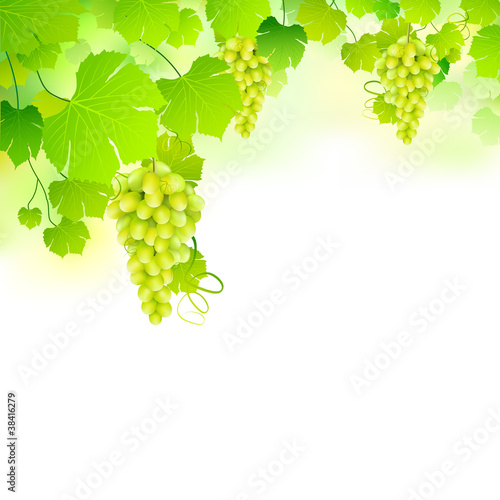 Grapes in Grapvine