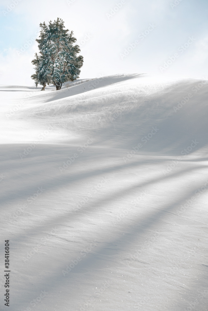 Tree in winter Tree in winter