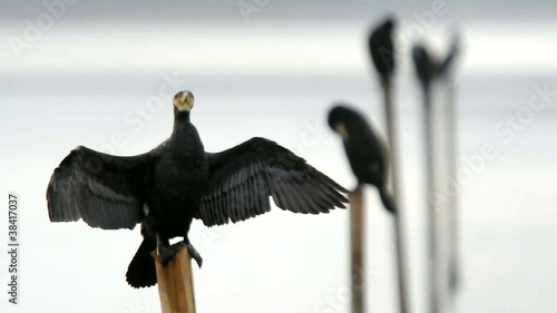 Cormorani photo