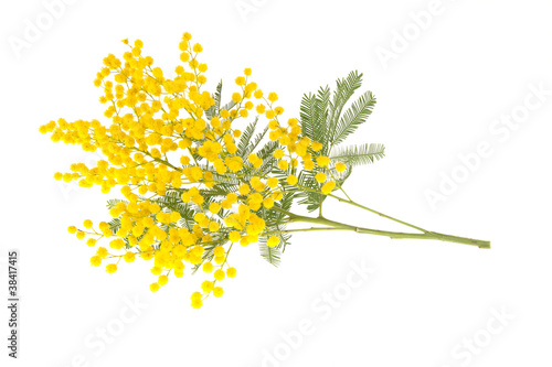 Mimosa branch isolated on white