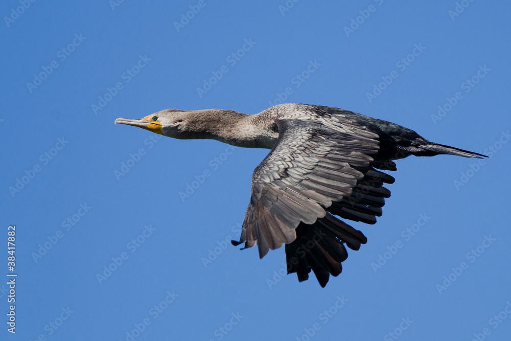 Double-crested Cormorant (Phalacrocorax auritus) in flight Double-crested Cormorant (Phalacrocorax auritus) in flight
