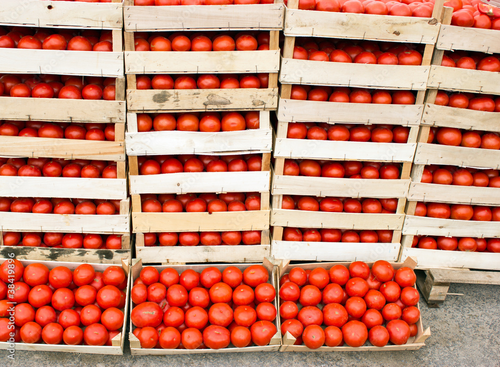 Fresh organic tomato is ready for transport