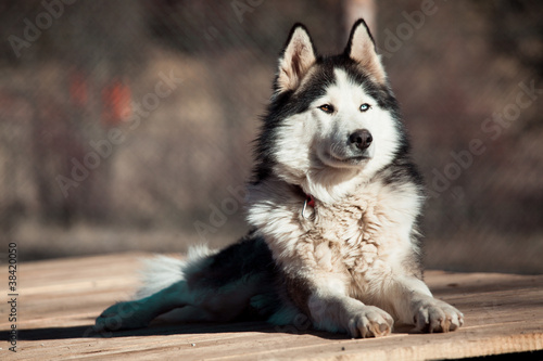 Husky dog photo