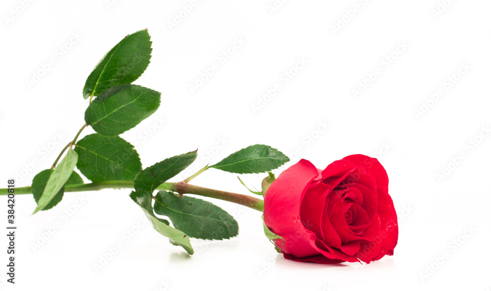 isolated long stem rose isolated long stem rose