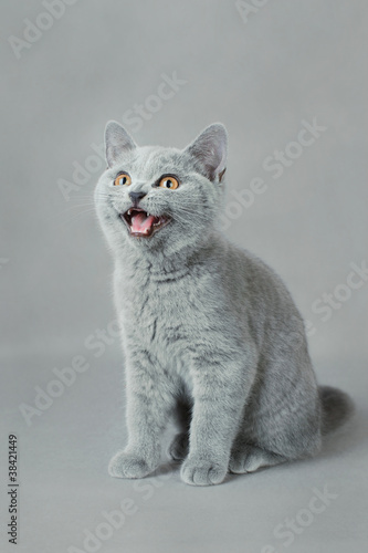 British shorthair kitten