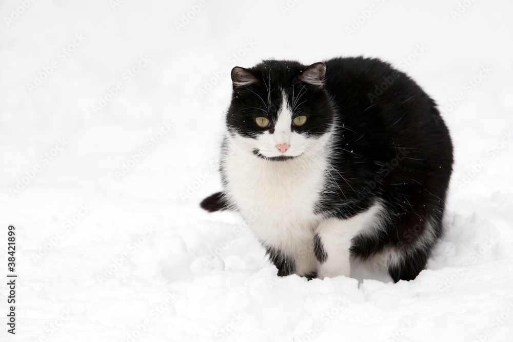 cat on white snow