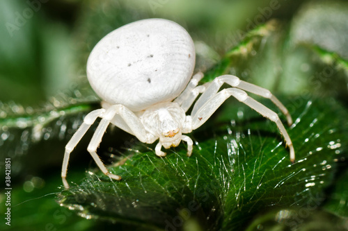 Crab Spider - Misumena vatia photo