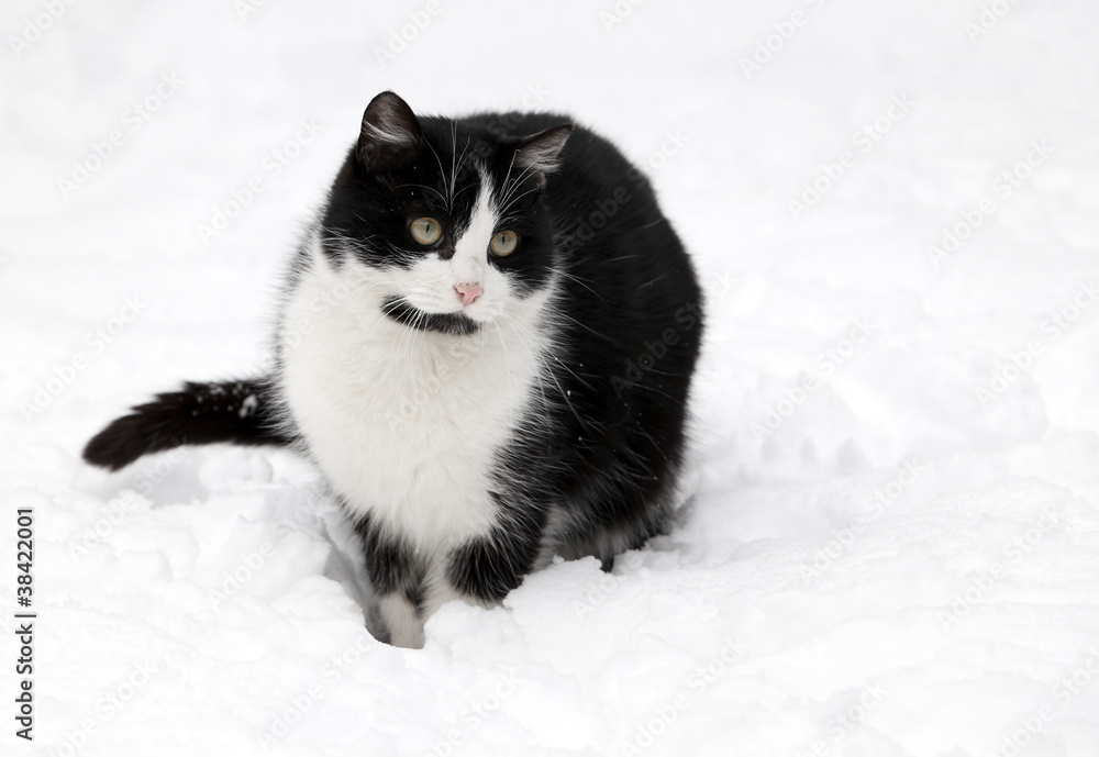 Fototapeta premium cat on white snow