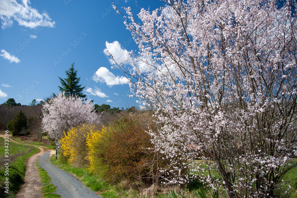 Spring country lane Spring country lane