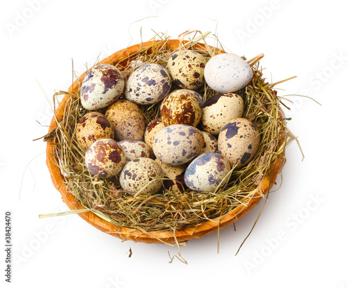 quail eggs in nest isolated on white
