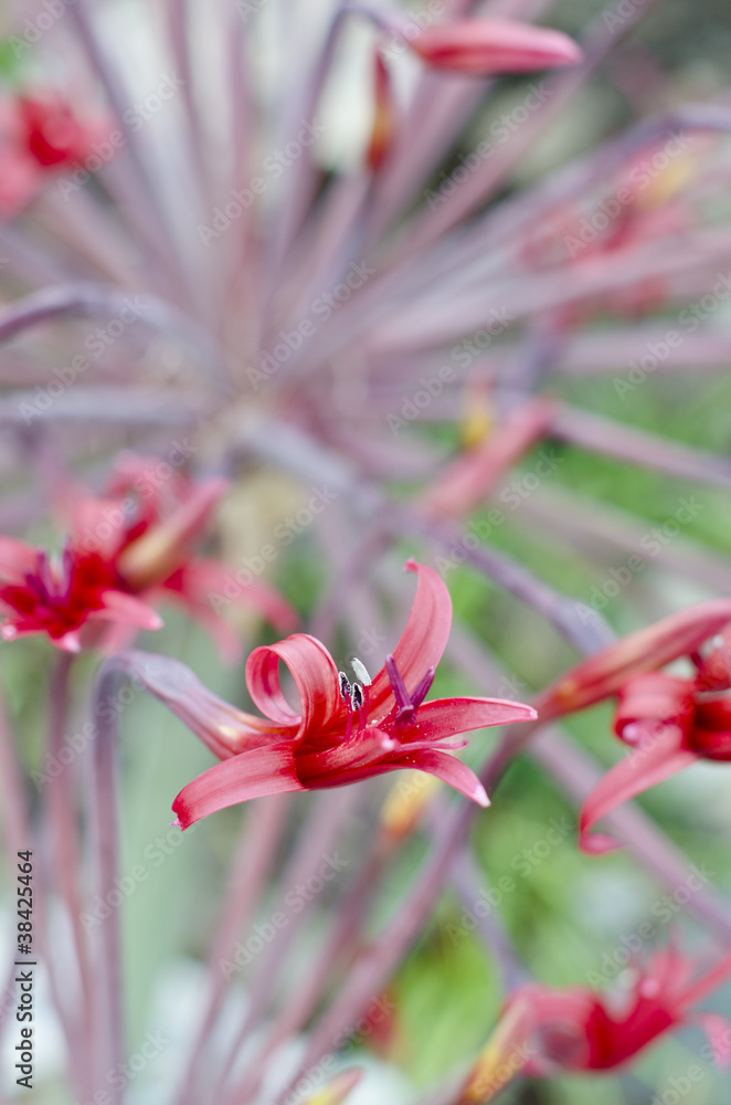 Josephine's Lily, Brunsvigia josephinae closeup Josephine's Lily, Brunsvigia josephinae closeup