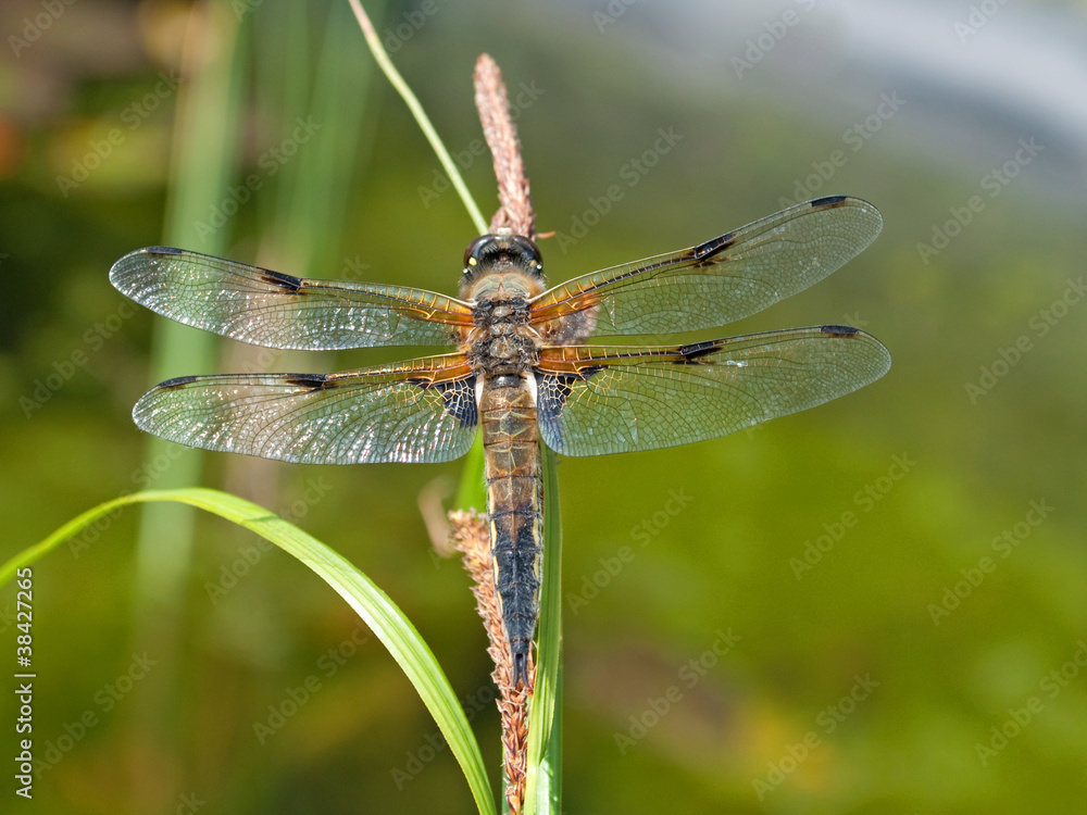 Libelle - Odonata Libelle - Odonata
