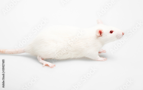 white rat