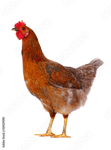 Hen isolated on white.