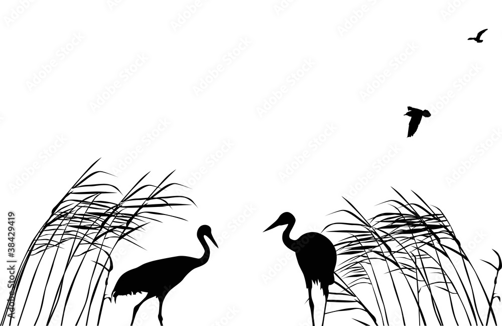 Obraz premium two cranes in rush on white