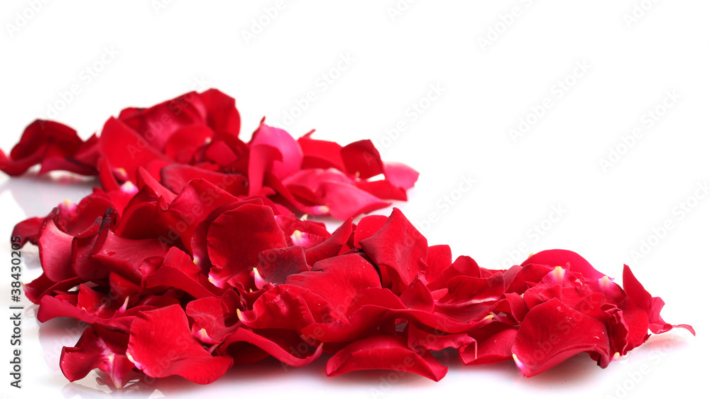 Fototapeta premium beautiful petals of red roses isolated on white