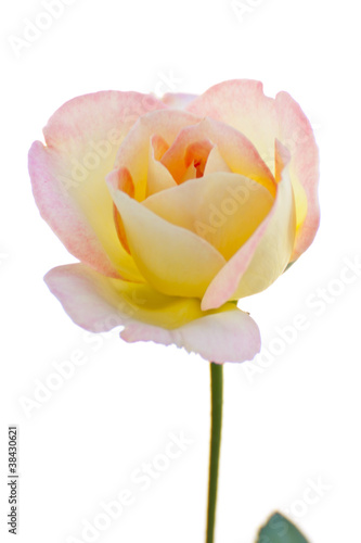 single yellow-pink  rose isolated on white background