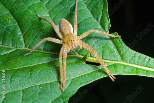 Fényképezés Spider (Pisauridae) on leaf 2