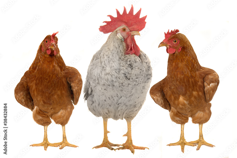 Fototapeta premium thoroughbred brown cock