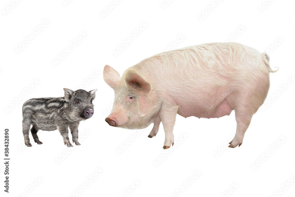 Fototapeta premium Pig