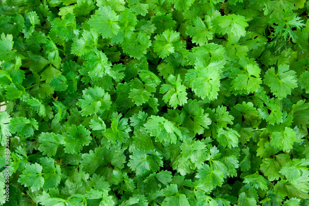 celery celery