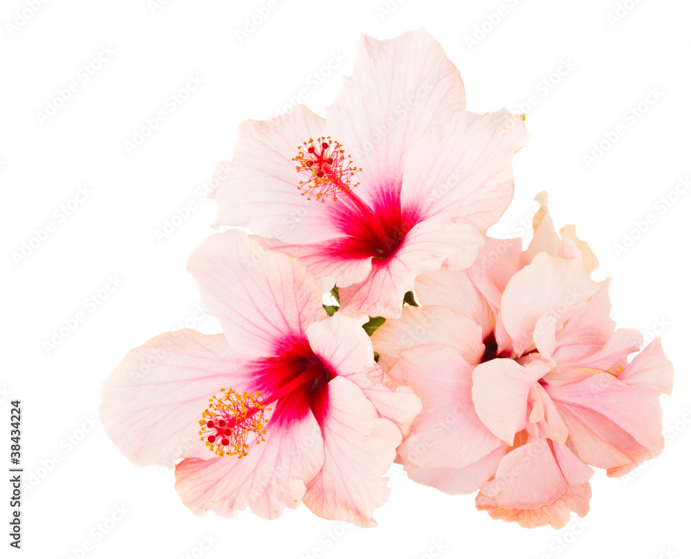 hibiscus flower