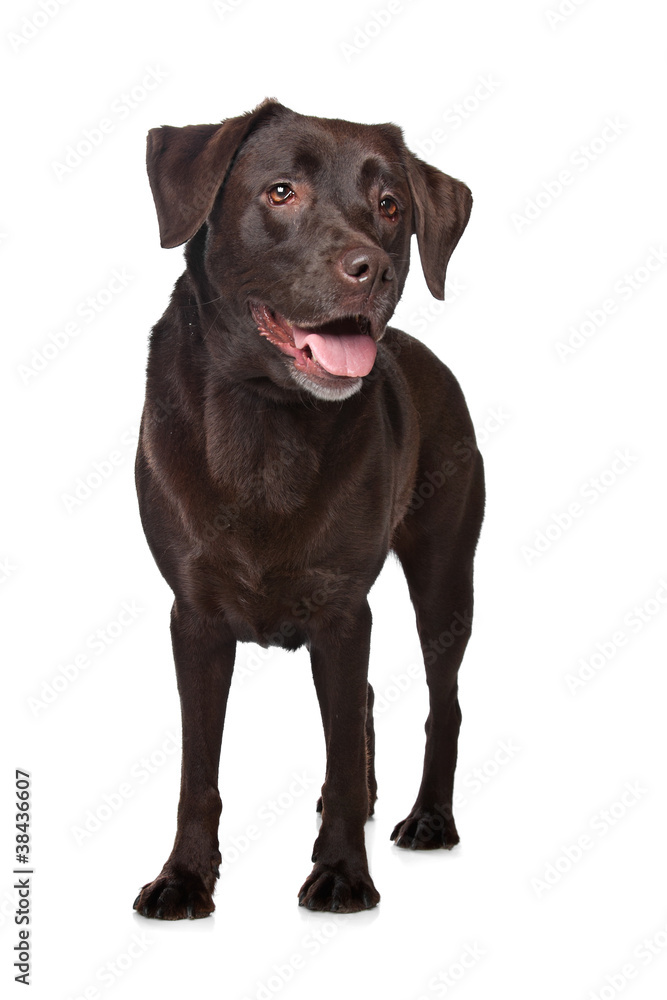 Chocolate Labrador Chocolate Labrador