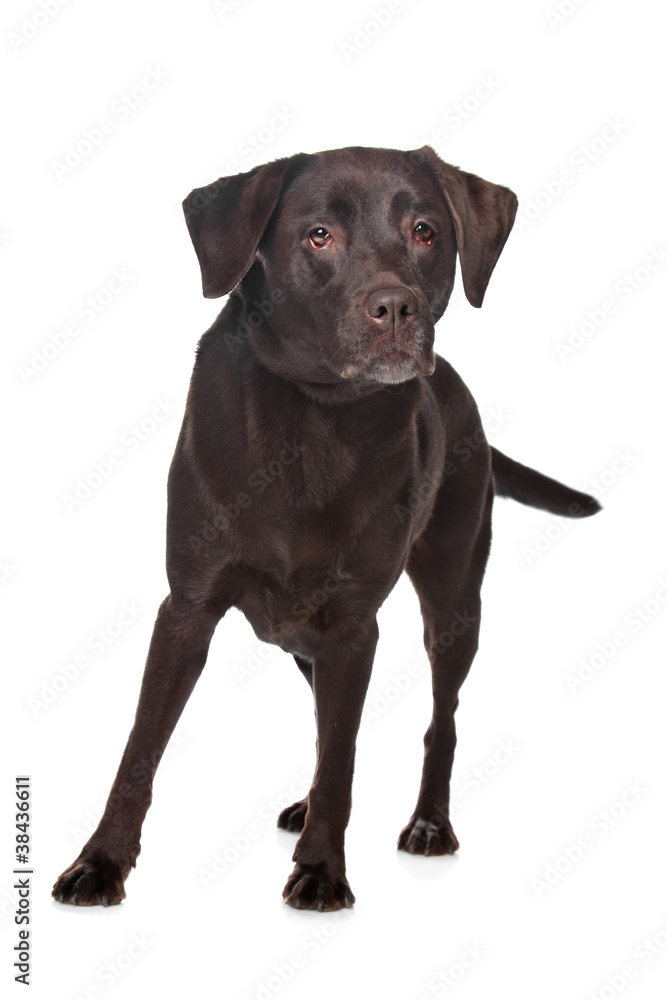 Chocolate Labrador