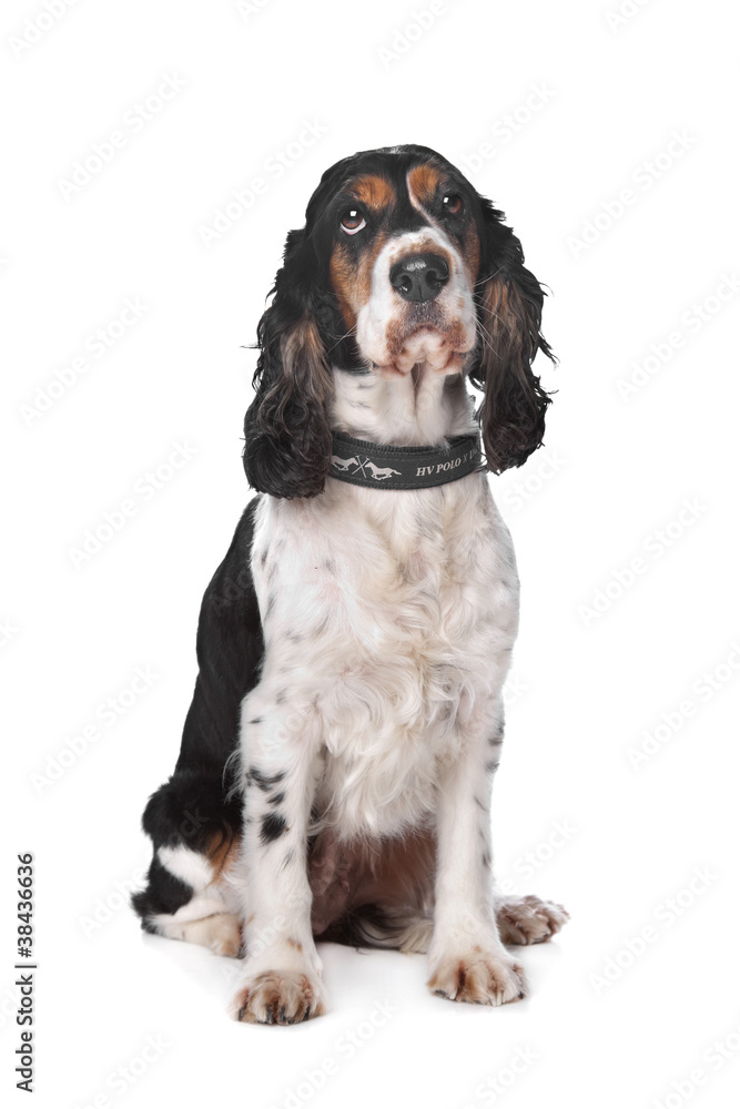 English Cocker Spaniel