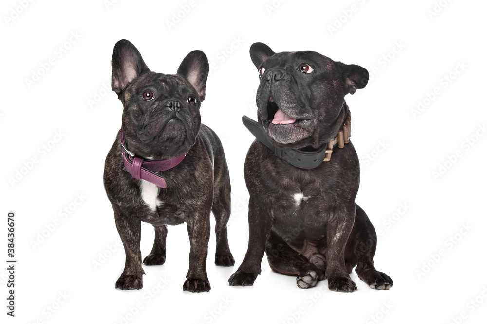 Two Dark brown French Bulldogs