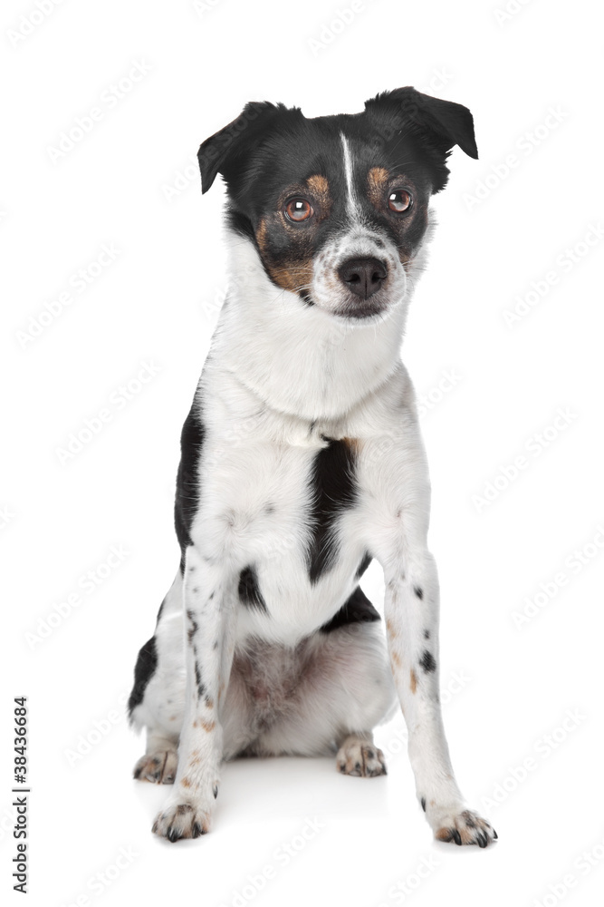 boerenfox terrier