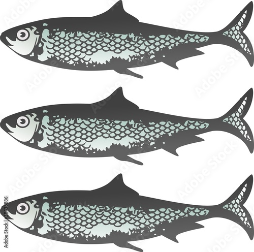 Fresh Sardines