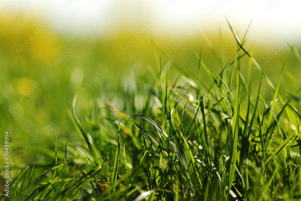 Obraz premium green grass