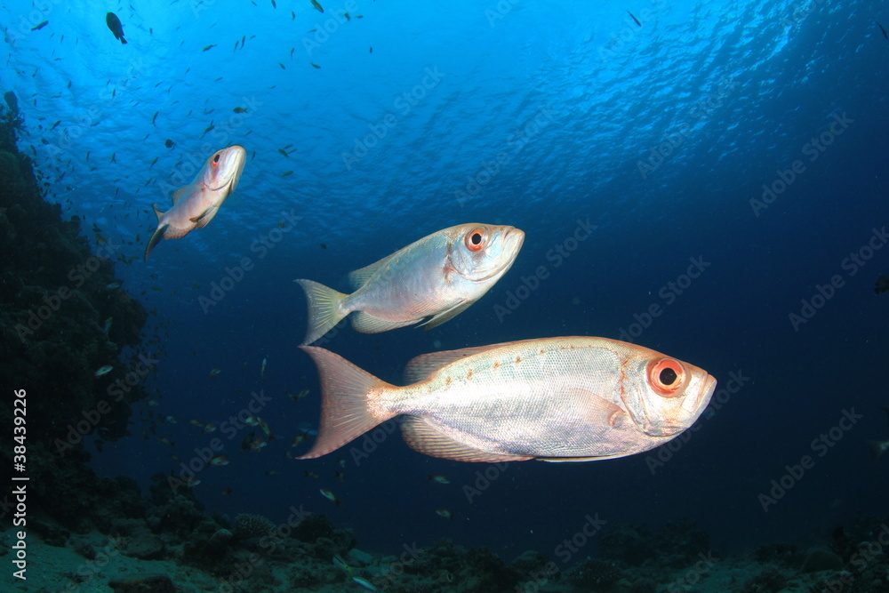 Crescent-tailed Bigeye Fishes Crescent-tailed Bigeye Fishes