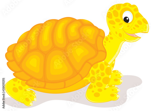 Tortoise