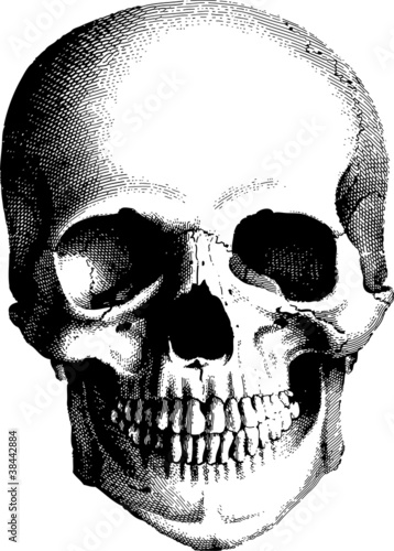 human skull photo