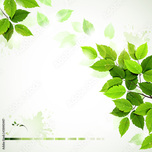 branch with fresh green leaves