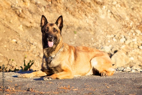 Belgian Malinois