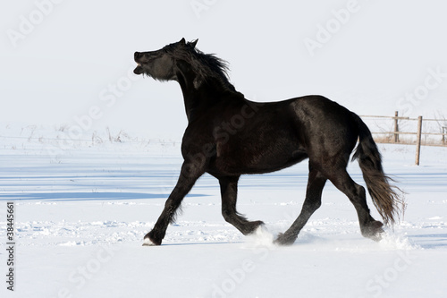 Black horse run gallop in winter © Lubos Chlubny