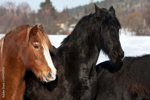 Horses in snow © Lubos Chlubny