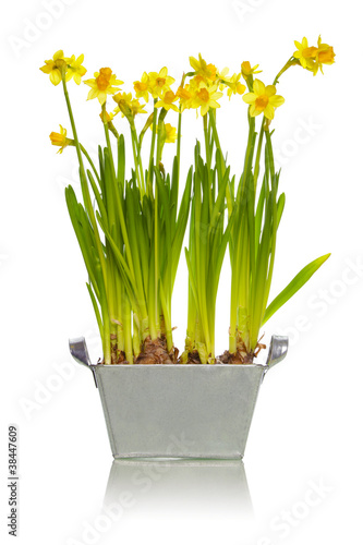 Yellow daffodils