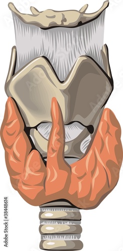 thyroid gland (Glandula Thyroidea)