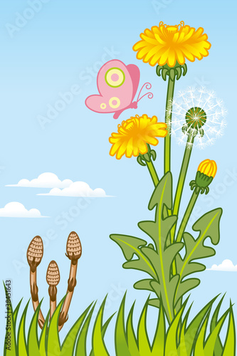 Dandelion and  Spring field
