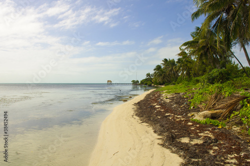 Caribbean Beach in Ambergris Caye, Belize photo