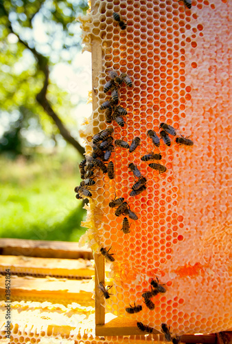 Worker bees