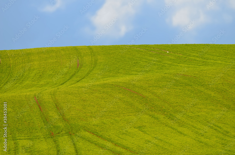Fototapeta premium the green field