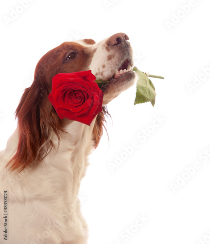 Photography Dog with red rose in mouth