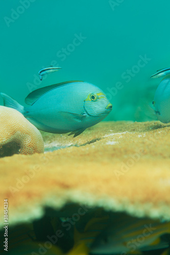 Fish and table coral photo